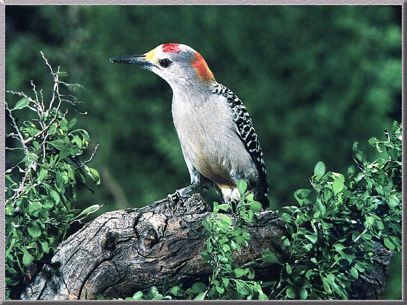 Golden-fronted Woodpecker (Melanerpes aurifrons) {!--노란콧등딱다구리-->; DISPLAY FULL IMAGE.