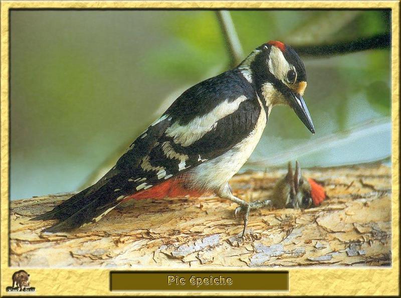 Great Spotted Woodpecker (Dendrocopos major) {!--오색딱다구리-->; DISPLAY FULL IMAGE.