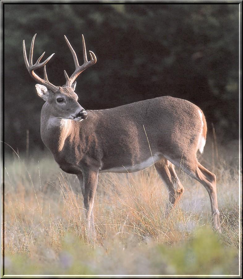 White-tailed Deer buck (Odocoileus virginianus) {!--흰꼬리사슴-->; DISPLAY FULL IMAGE.
