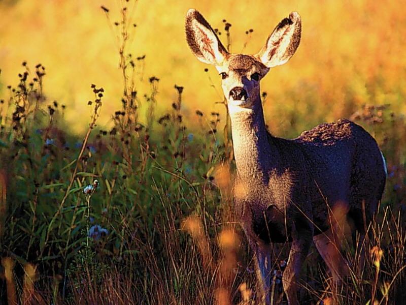 White-tailed Deer doe (Odocoileus virginianus) {!--흰꼬리사슴-->; DISPLAY FULL IMAGE.