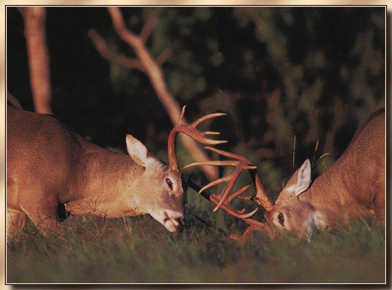 White-tailed Deer (Odocoileus virginianus) {!--흰꼬리사슴-->; DISPLAY FULL IMAGE.
