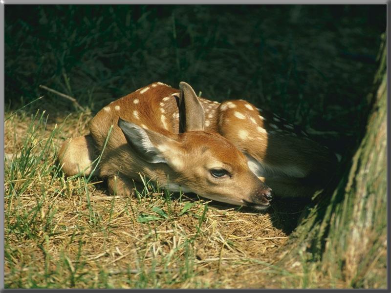White-tailed Deer fawn (Odocoileus virginianus) {!--흰꼬리사슴-->; DISPLAY FULL IMAGE.