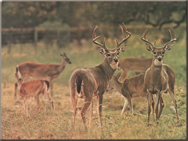 White-tailed Deer family (Odocoileus virginianus) {!--흰꼬리사슴-->; DISPLAY FULL IMAGE.
