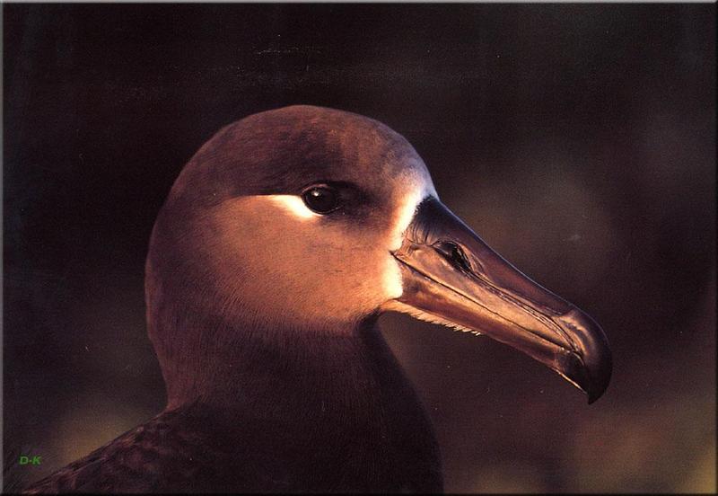 Black-footed Albatross (Diomedea nigripes) {!--검은발신천옹-->; DISPLAY FULL IMAGE.