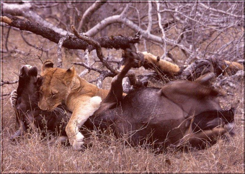 African Lion, Natural Born Killer; DISPLAY FULL IMAGE.
