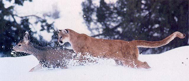 Cougars Hunting Image Only 