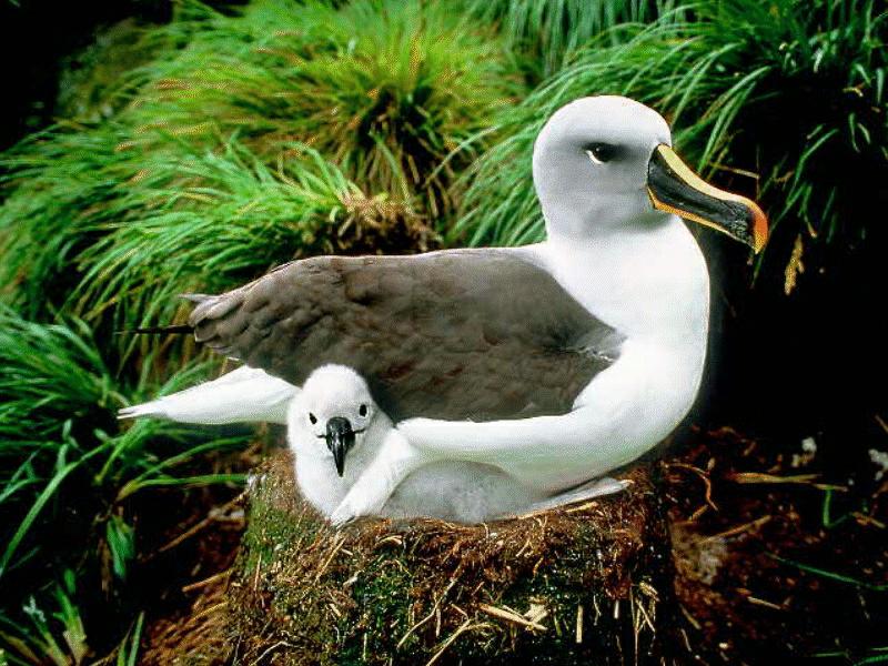 Grey-headed Albatross and chick (Diomedea chrysostoma) {!--회색머리신천옹-->; DISPLAY FULL IMAGE.