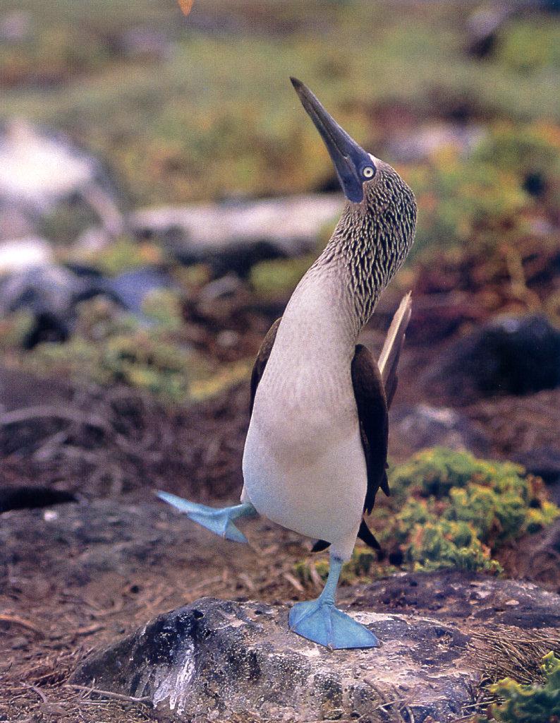 Blue-footed Booby dancing (Sula nebouxii) {!--푸른발부비-->; DISPLAY FULL IMAGE.