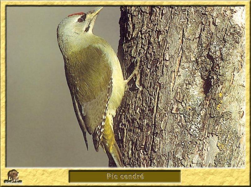 Grey-headed Green Woodpecker (Picus canus) {!--청딱다구리-->; DISPLAY FULL IMAGE.
