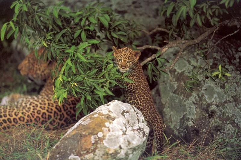 African Leopard cub (Panthera pardus) {!--아프리카표범-->; DISPLAY FULL IMAGE.