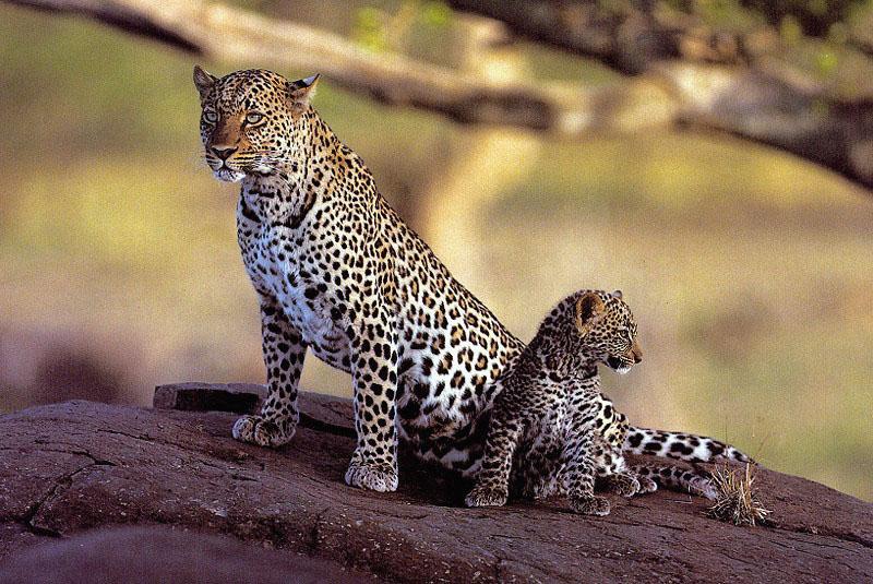 African Leopard mother and cub (Panthera pardus) {!--아프리카표범-->; DISPLAY FULL IMAGE.