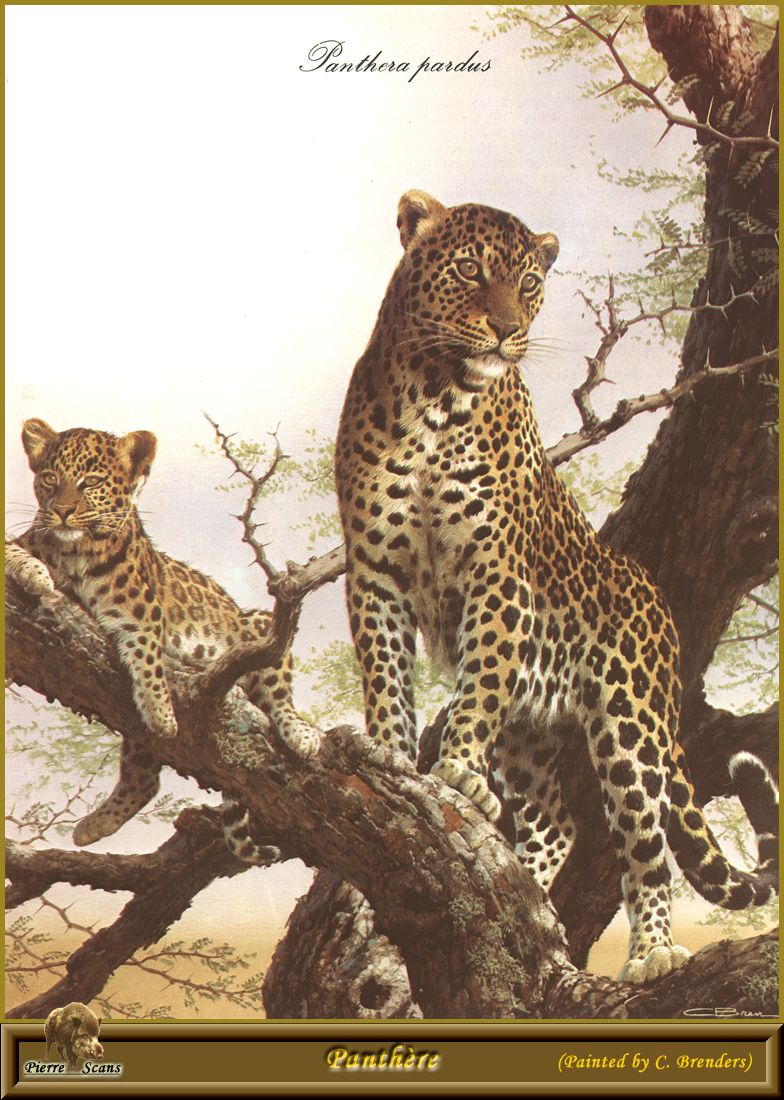 [Animal Art - Carl Brenders] African Leopard mother and cub (Panthera pardus) {!--아프리카표범-->; DISPLAY FULL IMAGE.