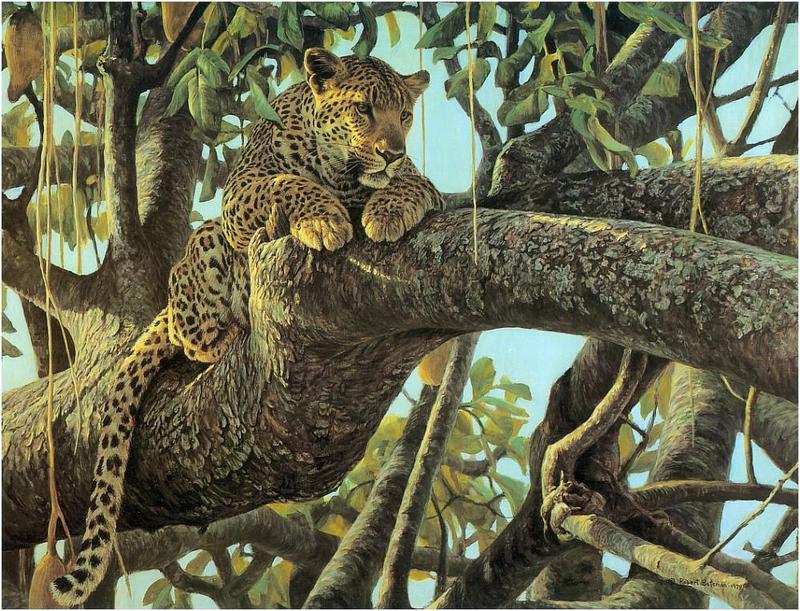 [Animal Art - Robert Bateman] African Leopard (Panthera pardus) {!--아프리카표범-->; DISPLAY FULL IMAGE.