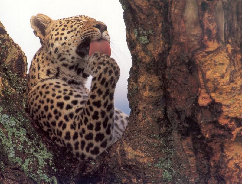 African Leopard (Panthera pardus) {!--아프리카표범-->; DISPLAY FULL IMAGE.