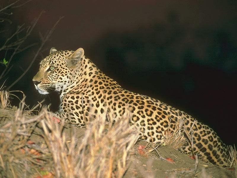 African Leopard (Panthera pardus) {!--아프리카표범-->; DISPLAY FULL IMAGE.