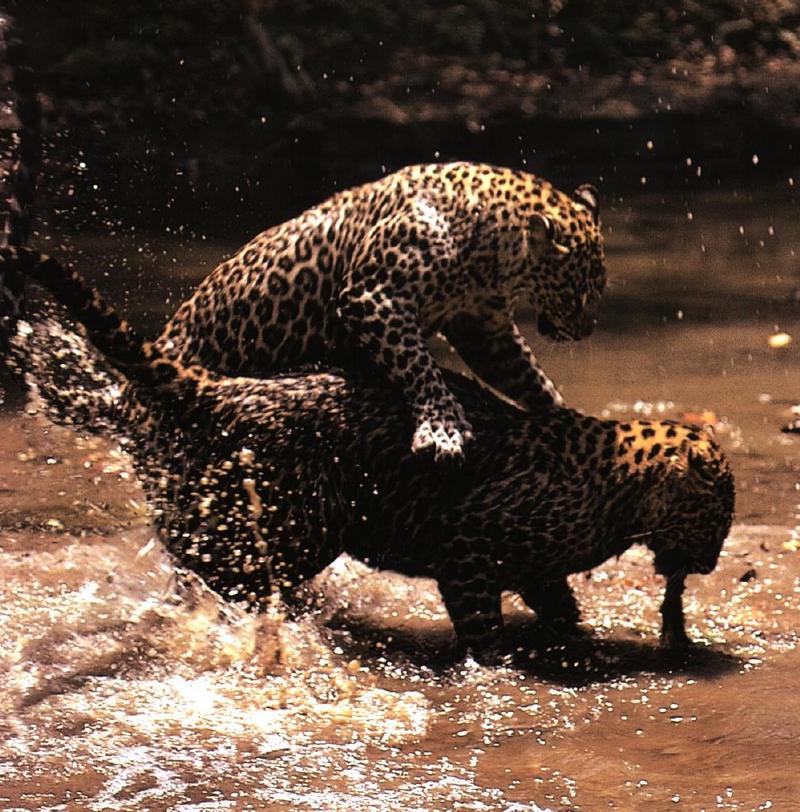 African Leopards (Panthera pardus) {!--아프리카표범-->; DISPLAY FULL IMAGE.