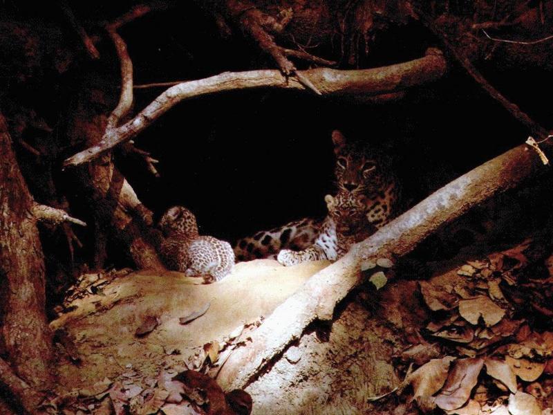 African Leopard mother and cubs (Panthera pardus) {!--아프리카표범-->; DISPLAY FULL IMAGE.
