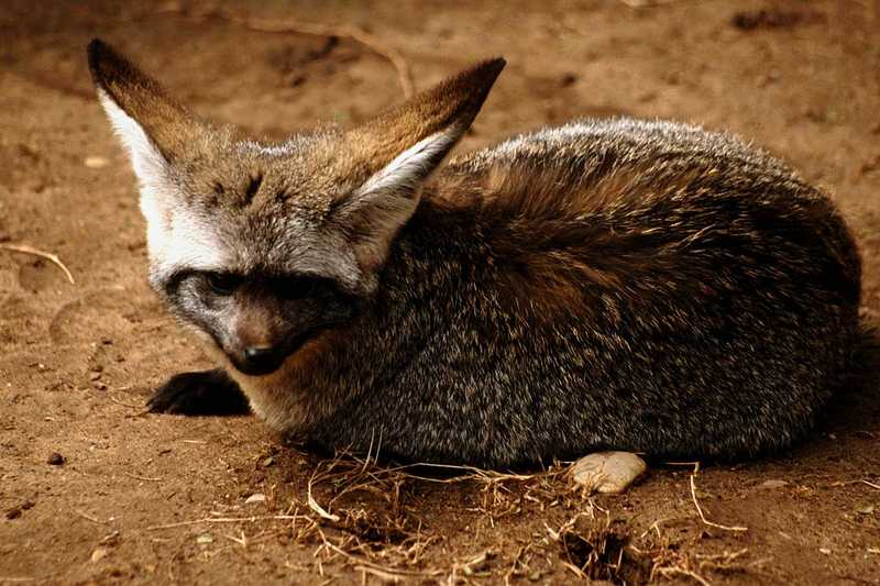 Bat-eared Fox (Otocyon megalotis) {!--박쥐귀여우-->; DISPLAY FULL IMAGE.