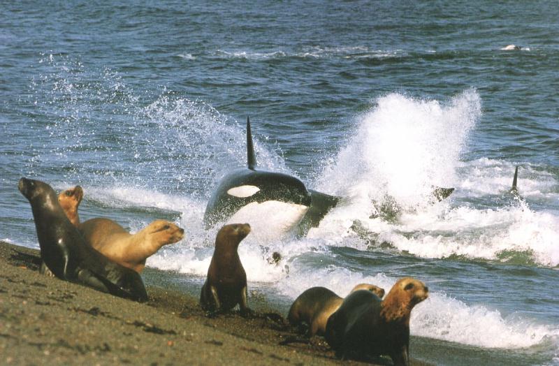 Killer Whale (Orcinus orca) {!--범고래--> hunting fur seal; DISPLAY FULL IMAGE.