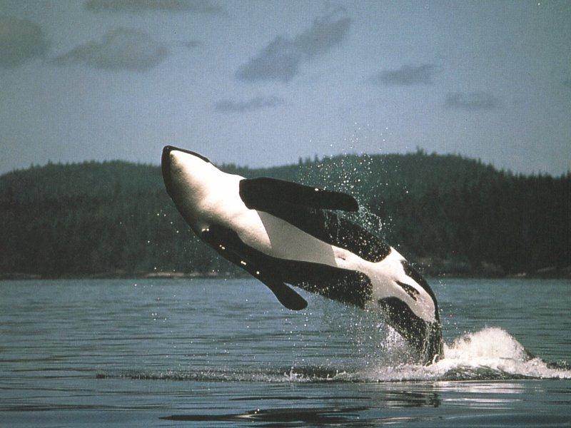 Killer Whale (Orcinus orca) {!--범고래-->; DISPLAY FULL IMAGE.