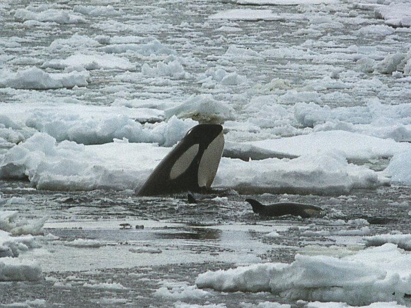 Killer Whale (Orcinus orca) {!--범고래--> spy-hopping; DISPLAY FULL IMAGE.