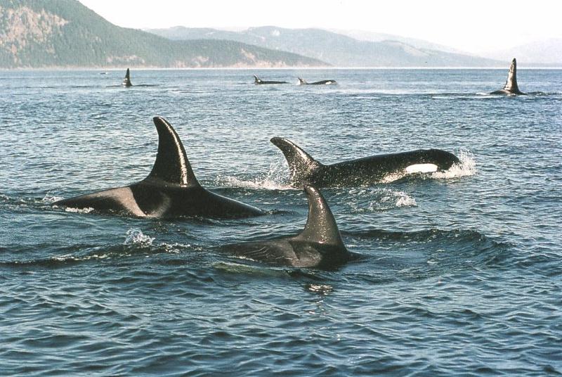 Killer Whale pod (Orcinus orca) {!--범고래-->; DISPLAY FULL IMAGE.