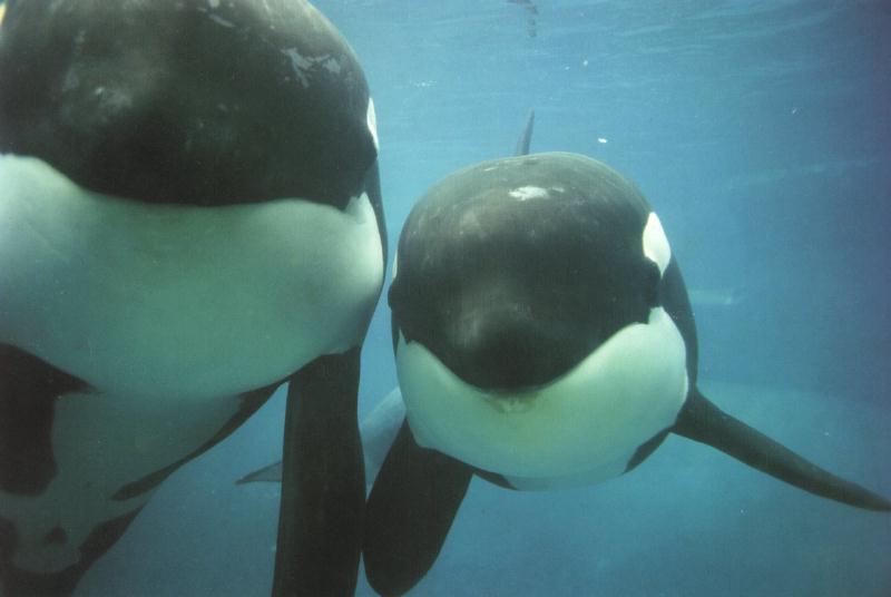 Killer Whale mother and calf (Orcinus orca) {!--범고래-->; DISPLAY FULL IMAGE.
