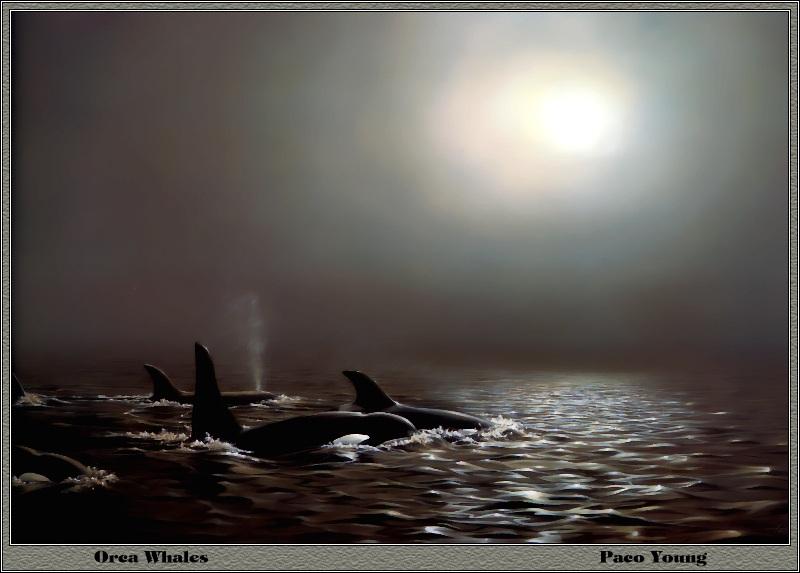 [Animal Art - Paco Young] Killer Whale pod (Orcinus orca) {!--범고래-->; DISPLAY FULL IMAGE.