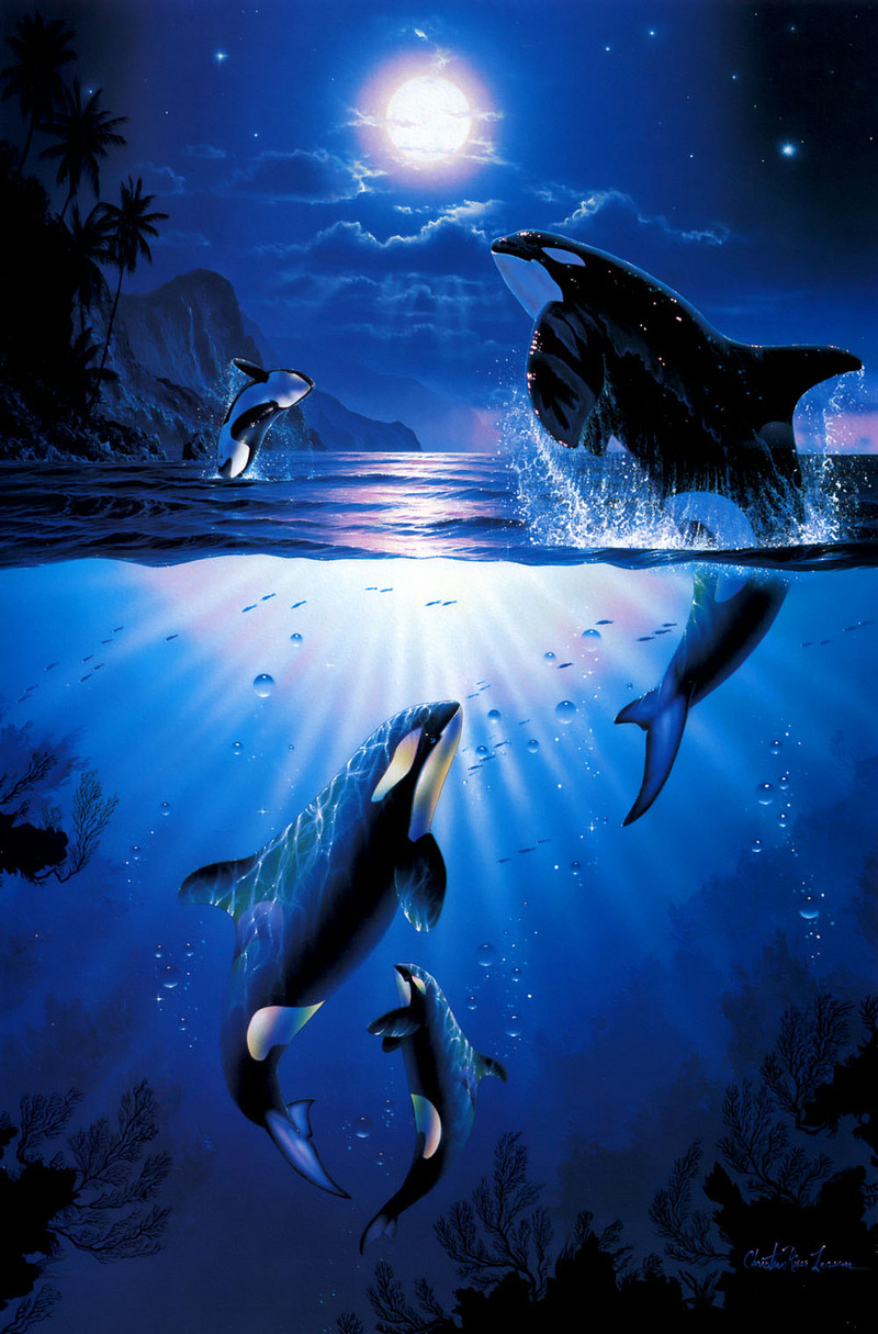 animal-art-killer-whale-pod-orcinus-orca-display-full