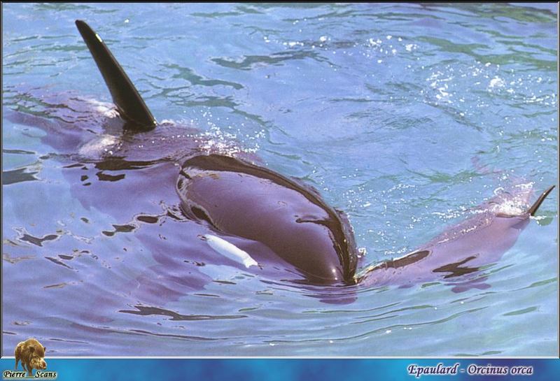 Killer Whales (Orcinus orca) {!--범고래-->; DISPLAY FULL IMAGE.