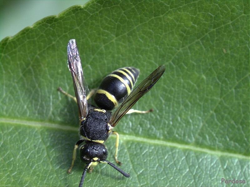 Wasp {!--말벌류-->; DISPLAY FULL IMAGE.