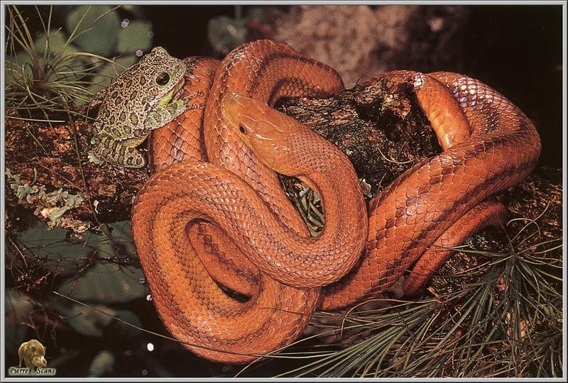 Snake & Green Toad {!--두꺼비류-->; DISPLAY FULL IMAGE.