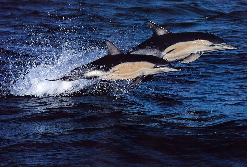 Common Dolphins (Delphinus delphis) {!--참돌고래-->; DISPLAY FULL IMAGE.