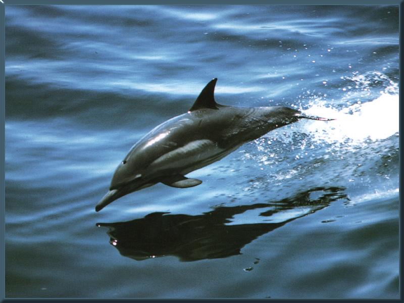 Common Dolphin (Delphinus delphis) {!--참돌고래-->; DISPLAY FULL IMAGE.
