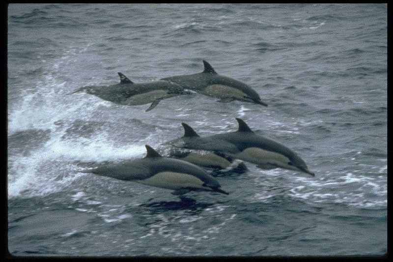 Common Dolphins (Delphinus delphis) {!--참돌고래-->; DISPLAY FULL IMAGE.