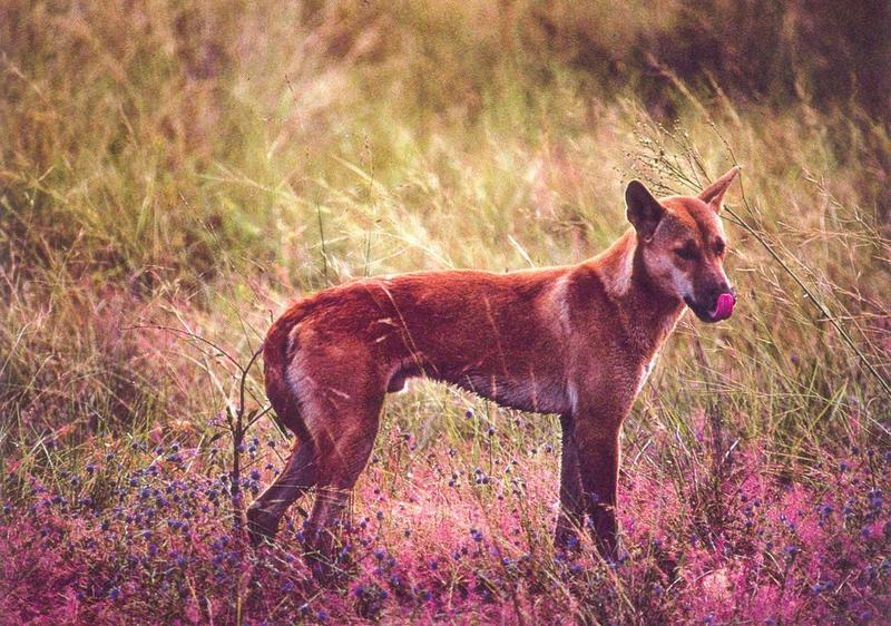 Dingo (Canis lupus dingo) {!--딩고-->; DISPLAY FULL IMAGE.