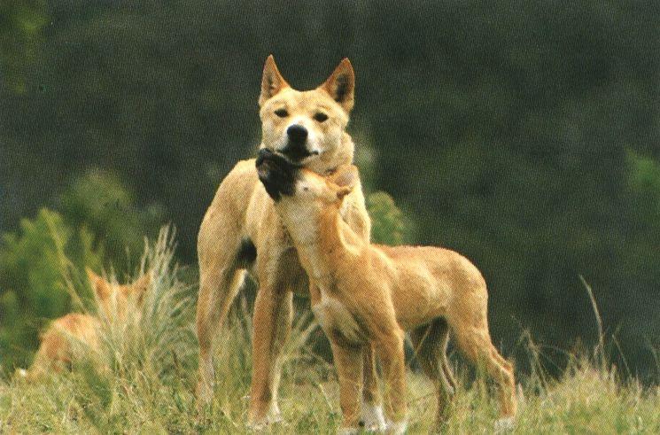 Dingo (Canis lupus dingo) {!--딩고-->; Image ONLY