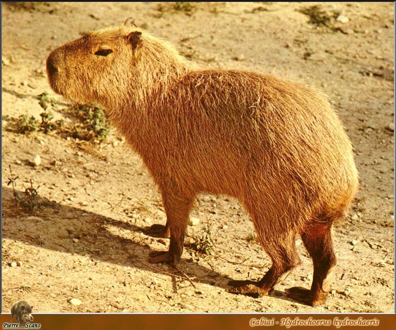 Capybara (Hydrochaeris hydrochaeris) {!--카피바라-->; DISPLAY FULL IMAGE.