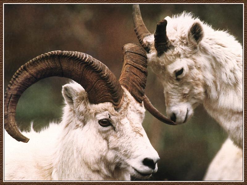 Dall Sheep pair (Ovis dalli) {!--돌산양 한쌍-->; DISPLAY FULL IMAGE.