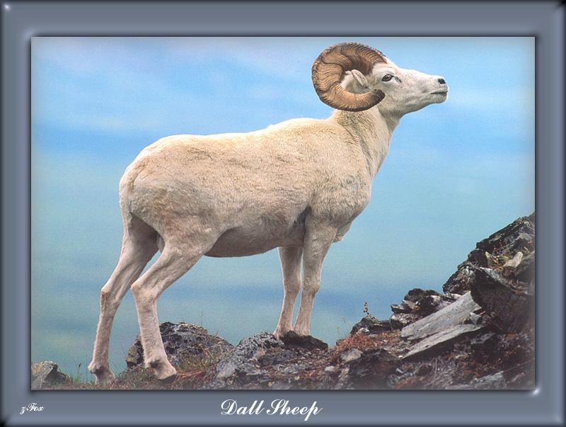 Dall Sheep ram (Ovis dalli) {!--돌산양-->; DISPLAY FULL IMAGE.