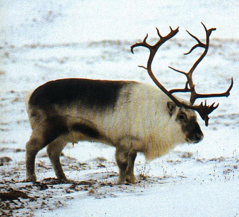 Reindeer (Rangifer tarandus) {!--순록-->; DISPLAY FULL IMAGE.