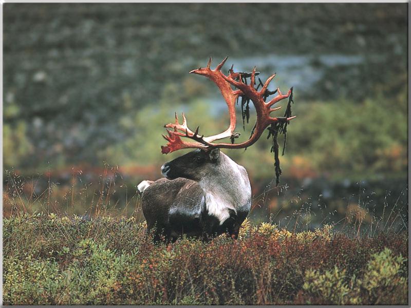 Caribou shedding (Rangifer tarandus) {!--순록-->; DISPLAY FULL IMAGE.