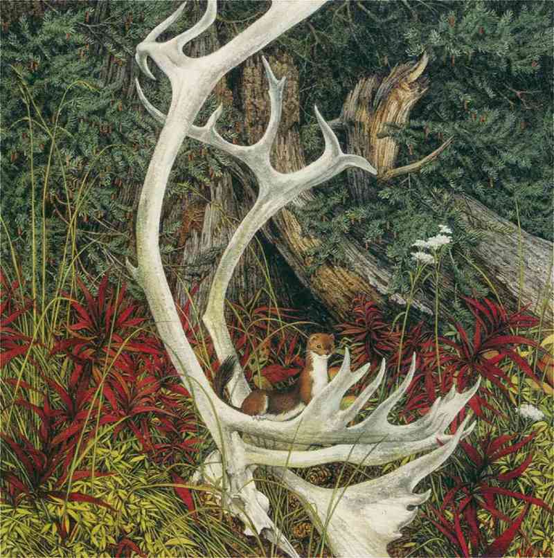 [Animal Art - Bev Doolitle] Caribou horn and Least Weasel; DISPLAY FULL IMAGE.