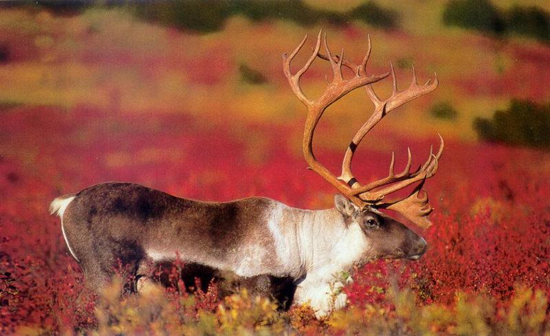 Caribou (Rangifer tarandus) {!--순록-->; DISPLAY FULL IMAGE.