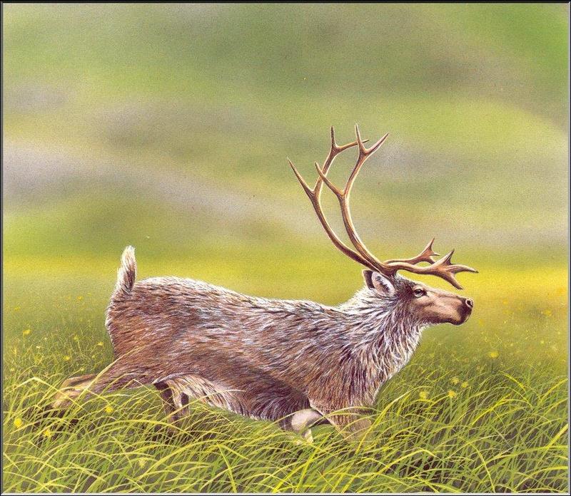 [Animal Art] Dawson Caribou (Rangifer tarandus dawsoni) {!--순록-->; DISPLAY FULL IMAGE.