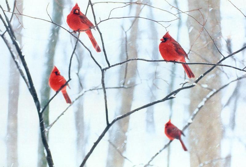 Northern Cardinal flock (Cardinalis cardinalis) {!--홍관조-->; DISPLAY FULL IMAGE.
