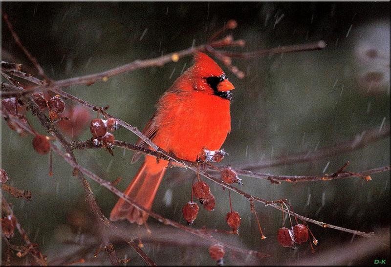 Northern Cardinal (Cardinalis cardinalis) {!--홍관조-->; DISPLAY FULL IMAGE.