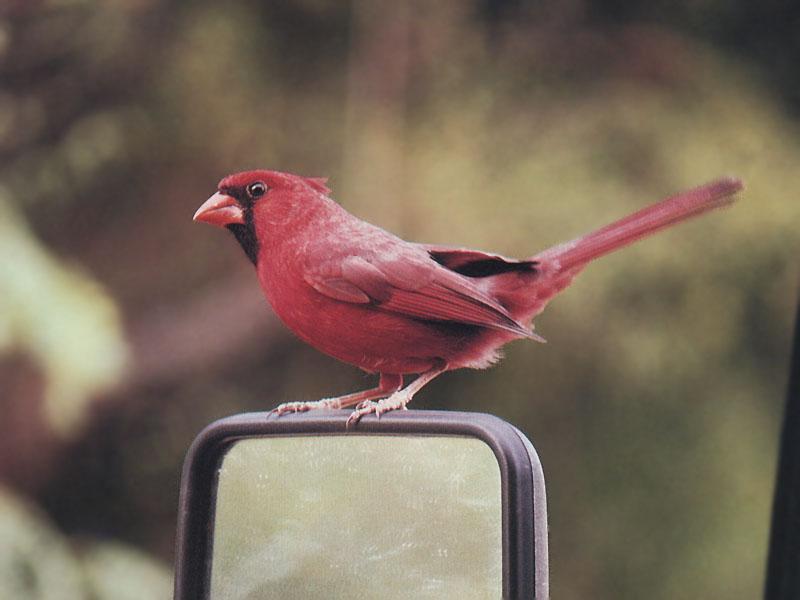 Northern Cardinal (Cardinalis cardinalis) {!--홍관조-->; DISPLAY FULL IMAGE.