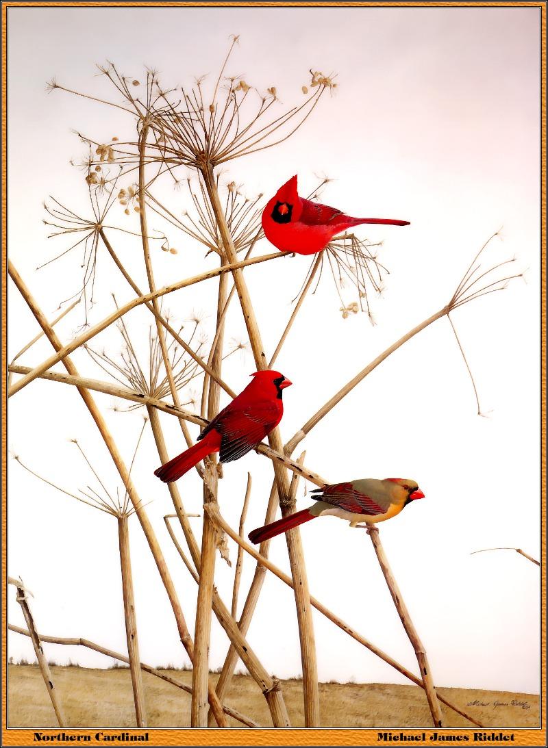 [Animal Art - Michael James Riddet] Northern Cardinals (Cardinalis cardinalis) {!--홍관조-->; DISPLAY FULL IMAGE.