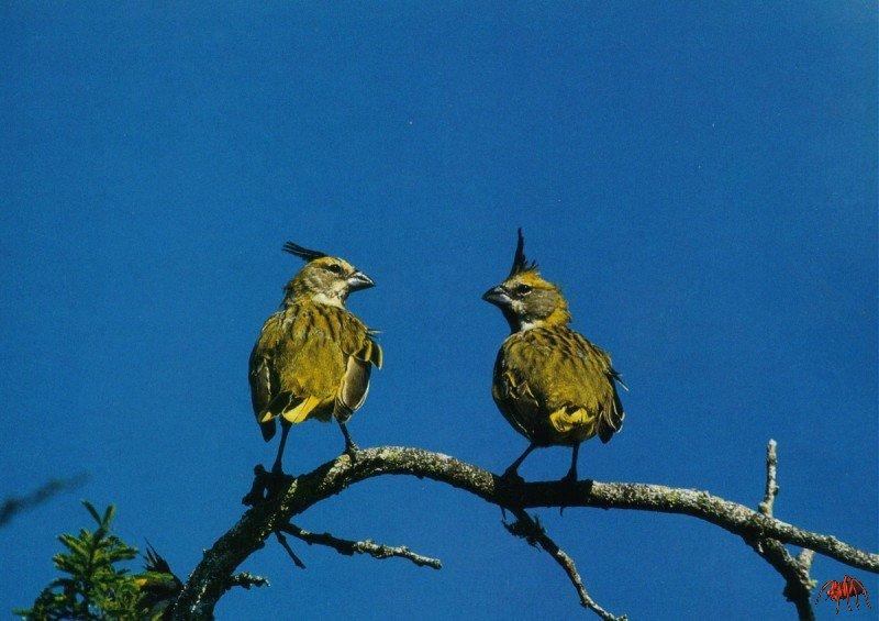 Yellow Cardinals (Gubernatrix cristata) {!--황관조(黃冠鳥)-->; DISPLAY FULL IMAGE.